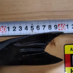 DAIWAマスターズ　ブロック大会　勝浦にて